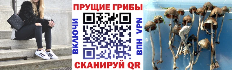 Псилоцибиновые грибы мухоморы  купить наркотик  Данков 